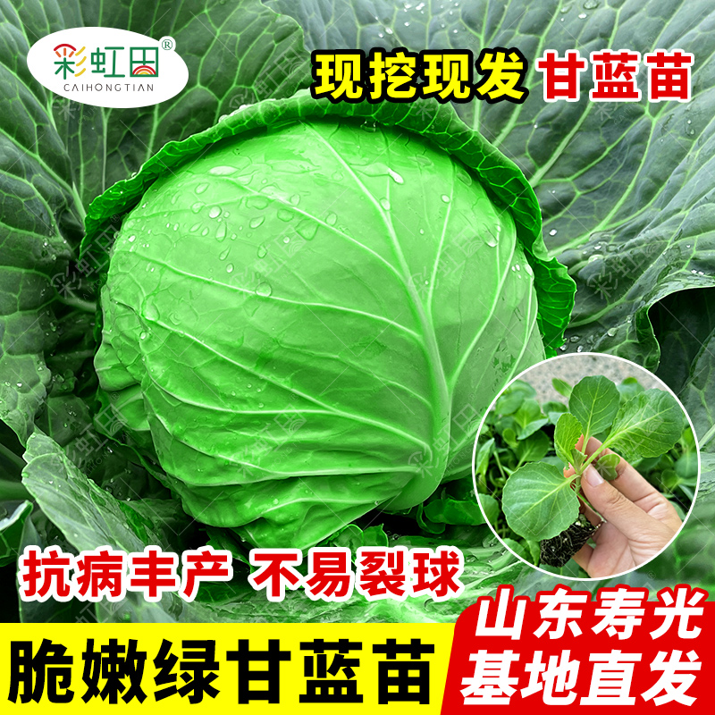 夏阳绿甘蓝苗子春秋四季阳台耐热耐寒甘蓝秧苗包菜卷心菜蔬菜种孑