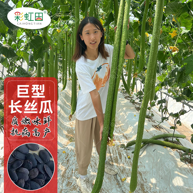 特长丝瓜种子长绿丝瓜种籽青瓜高产抗病大肉春秋四季阳台蔬菜种孑