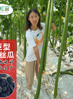 特长丝瓜种子长绿丝瓜种籽青瓜高产抗病大肉春秋四季阳台蔬菜种孑