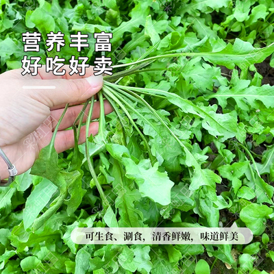 荠菜种子大全农家四季