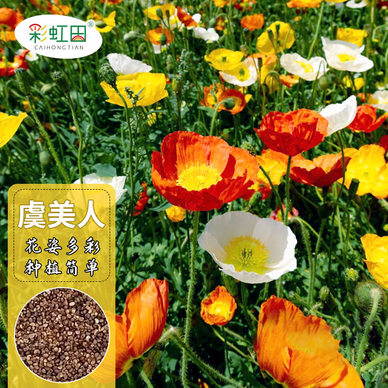 虞美人花种籽丽春花卉种子耐寒阳台四季盆栽开花室外植物种孑大全
