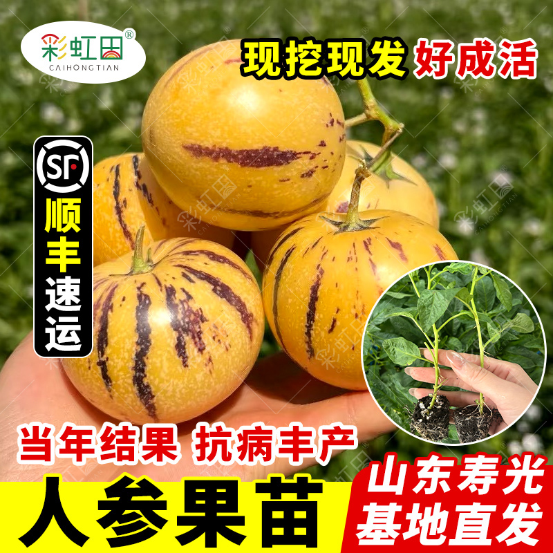 人参果苗奶香人叁果树苗子春秋四季阳台盆栽顺丰发南方水果秧苗籽