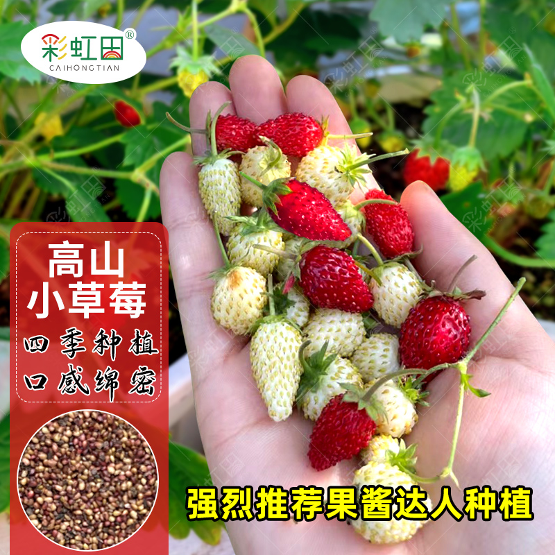 四季高山小草莓种子阳台盆栽酸甜野草莓种籽果酱草莓食用水果种孑