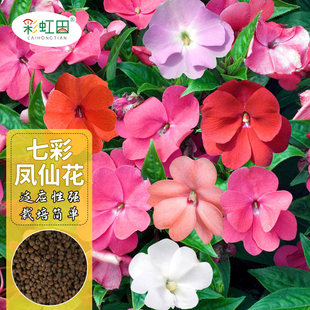 凤仙花种子七彩凤仙四季指甲花种籽室外庭院阳台盆栽花卉种孑大全