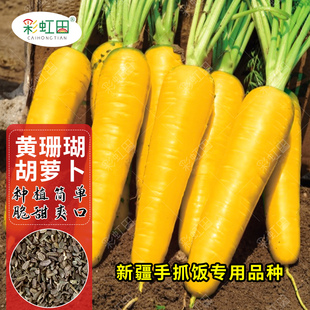 黄水果胡萝卜种子萝卜种籽春秋四季新疆抓饭配菜甜胡萝卜蔬菜种孑