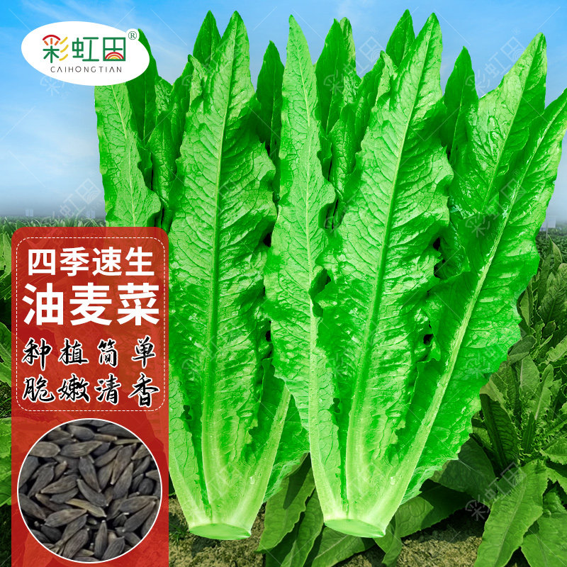 米香油麦菜种子大棵甜脆油麦菜种籽春秋四季大田长叶莴笋蔬菜种孑