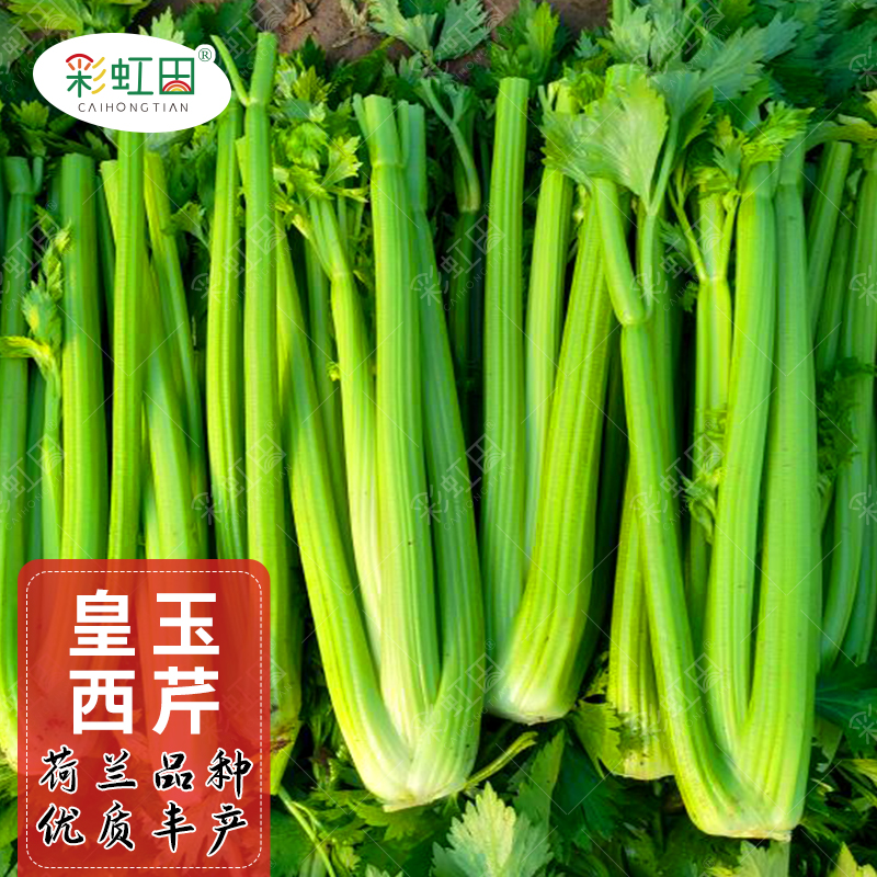皇玉西芹种子春秋冬四季实心香芹种孑阳台盆栽洋芹菜种籽荷兰西芹