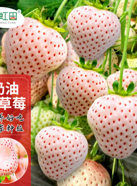 奶油白草莓种子四季盆栽