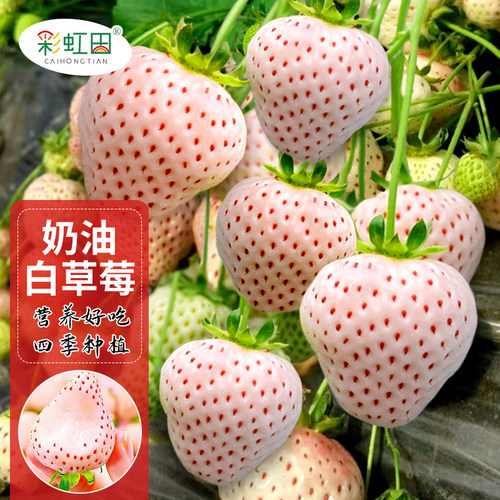 奶油白草莓种子四季盆栽