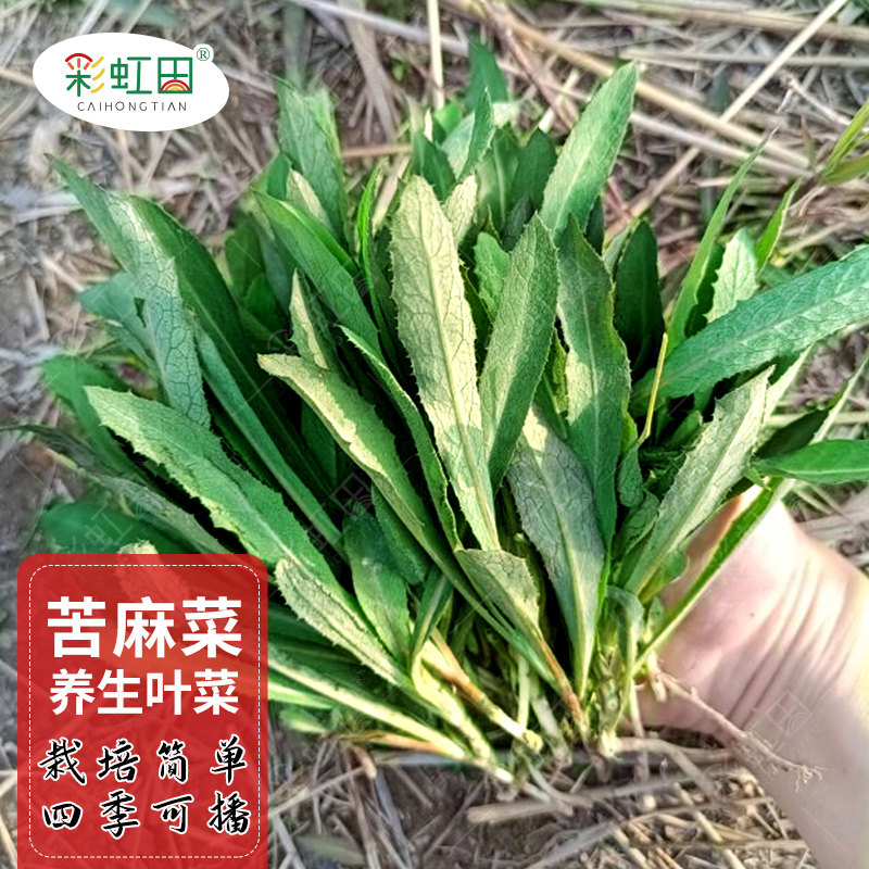 曲麻菜种子苦菜种籽农家四季盆栽蔬菜籽种大全苦麻菜籽蔬菜种孑