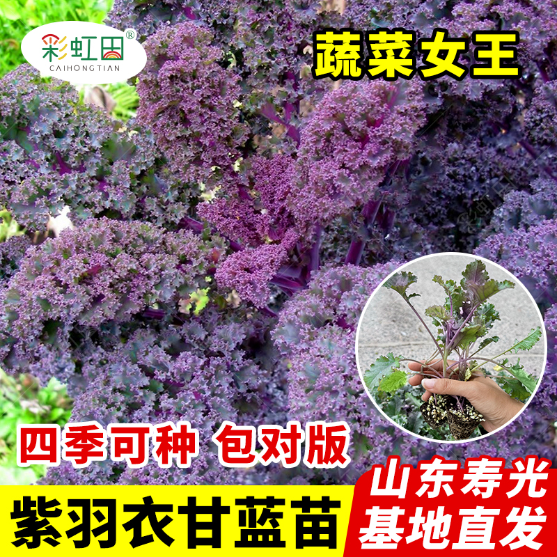 紫羽衣甘蓝苗子食用羽衣甘蓝种籽春秋四季阳台盆栽甘兰秧苗蔬菜孑
