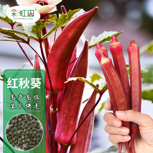 水果红秋葵种籽彩虹田春秋四季种