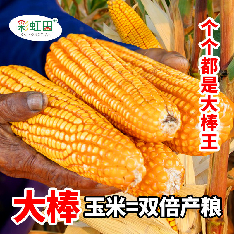 郑单958玉米种籽大全国审大田玉米种子特大棒杂交饲料玉米种孑