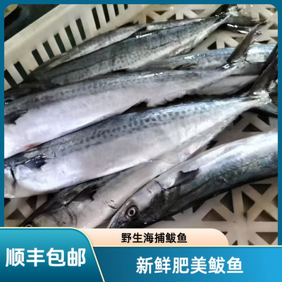 正宗马鲛鱼海捕马交鱼