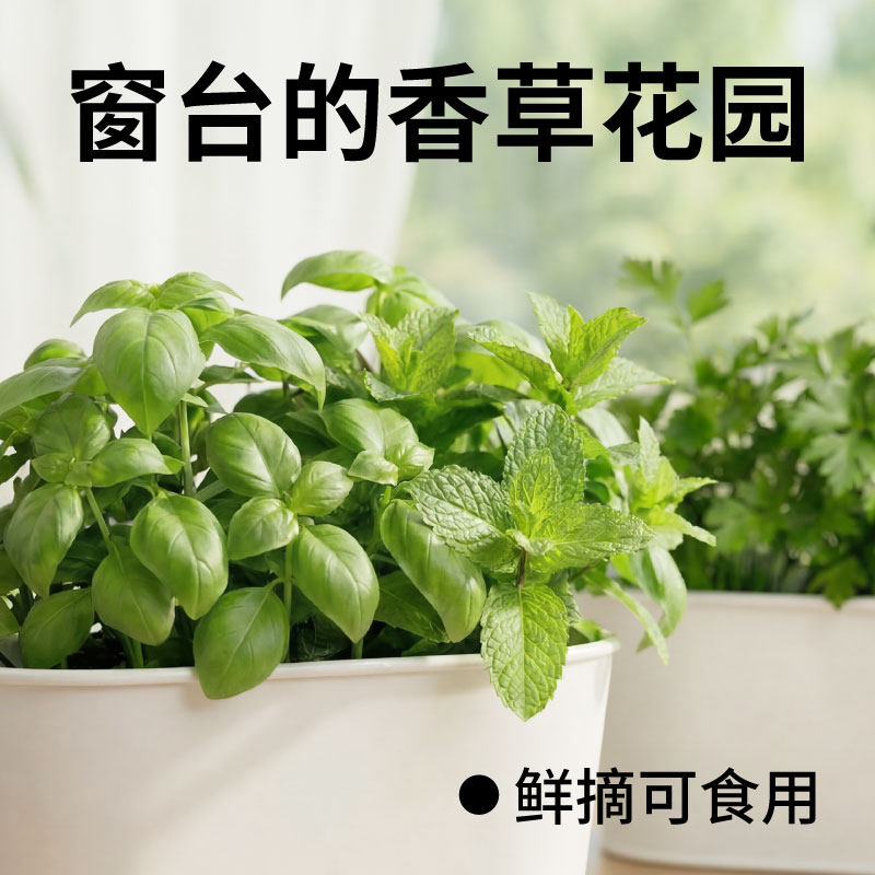 作物生长家庭种植园艺香草蔬菜套装阳台种菜盆栽可食薄荷罗勒欧芹