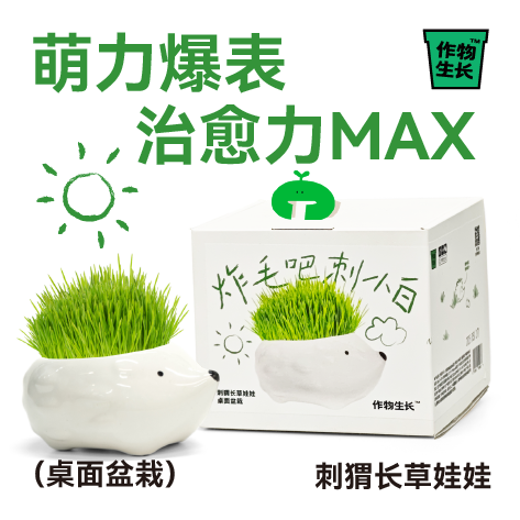 作物生长炸毛刺小白刺猬长草娃娃创意种植盆栽礼物桌面懒人植物