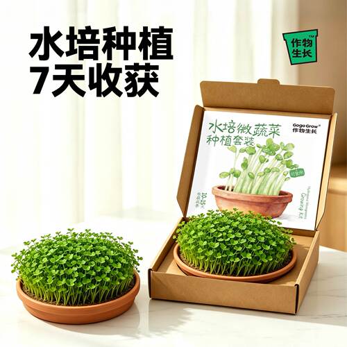 豌豆苗微蔬菜种植套装