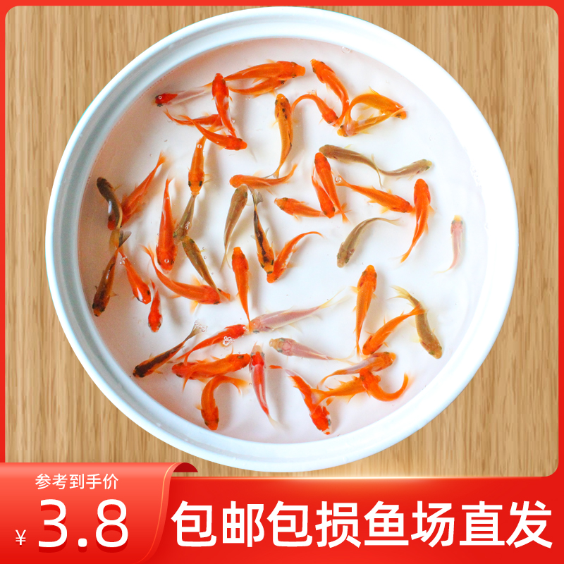 小金鱼活体草金鱼冷水鱼淡水鱼苗观赏鱼小型锦鲤淡水好养金鱼活鱼