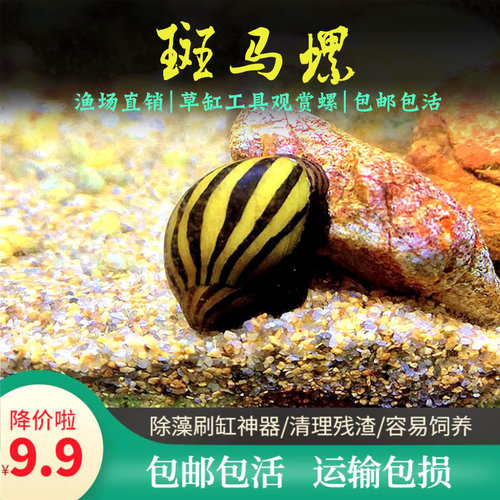 斑马螺虎纹西瓜螺鱼缸观赏工具除藻蜗牛吃鱼便淡水草缸宠物包邮