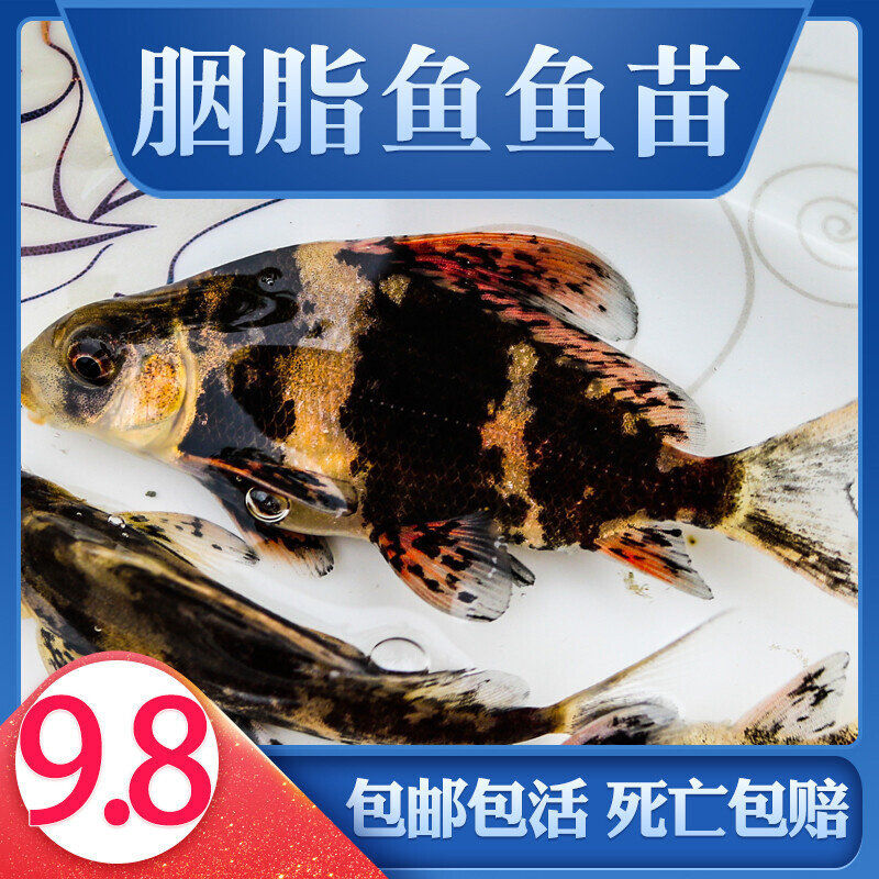 一帆风顺鱼苗胭脂鱼活体家养淡水养殖食用高档大型冷水好养观赏鱼图片