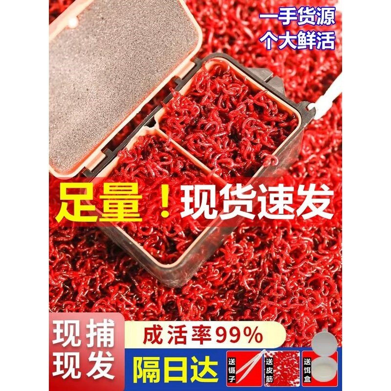 红虫活饵特大号公虫活体鲜活拉饵秋冬季鲫鱼野钓饵料钓鱼蚯蚓鱼饵