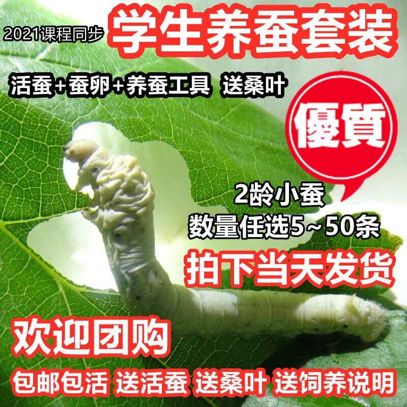 蚕宝宝活体套装新鲜桑叶七彩金丝彩色蚕卵蚕种嫩桑叶学生养蚕工具
