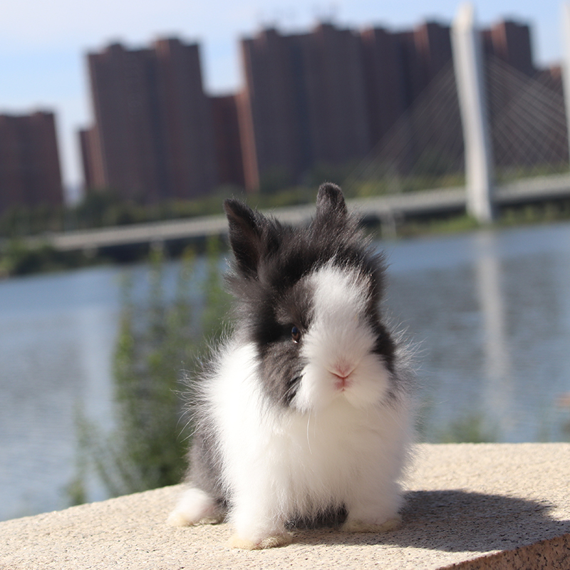 宠物兔子活物小型幼体垂耳兔猫猫兔侏儒兔茶杯兔长不大幼崽活体