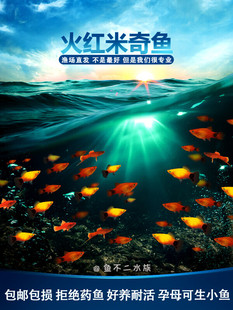 红米奇鱼球体玛丽胎生鱼小型观赏热带红剑鱼好养耐活饵油膜清洁鱼