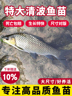 清波鱼苗正宗青波中华倒刺鲃四川重庆本地淡水名贵鱼淡水养殖食用