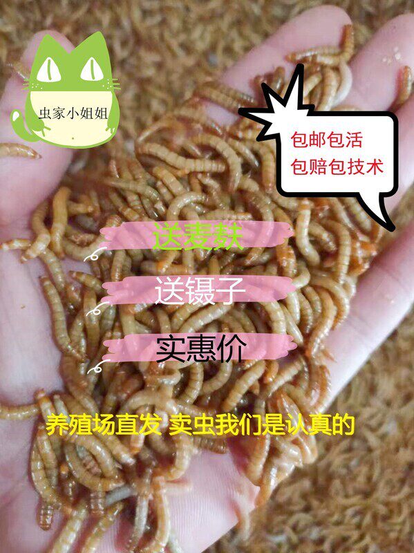 面包虫活体 黄粉虫活虫 鹦鹉鱼 金龙鱼 乌龟 画眉鸟石蛙饲料包邮