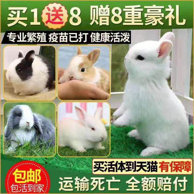 侏儒兔活物迷你小型长不大海棠凤眼茶杯猫猫兔垂耳兔子宠物兔活体