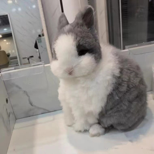 兔子活体盖脸猫猫兔长毛安哥拉兔灰白道奇垂耳兔儒兔茶杯兔
