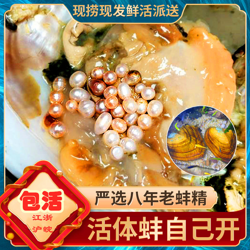 直播海淡水珍珠蚌自己开河蚌多珍