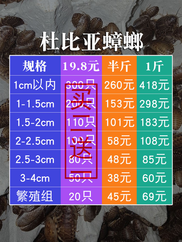 杜比亚蟑螂繁殖组幼体蜥蜴守宫乌龟龙鱼活饵饲料超樱桃蟋蟀