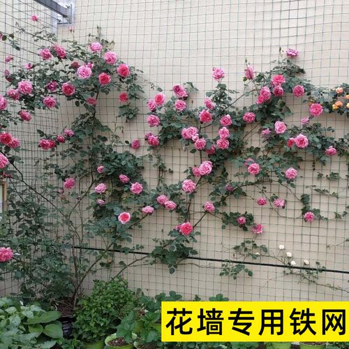 爬藤用铁网表面包塑不会烫伤植物