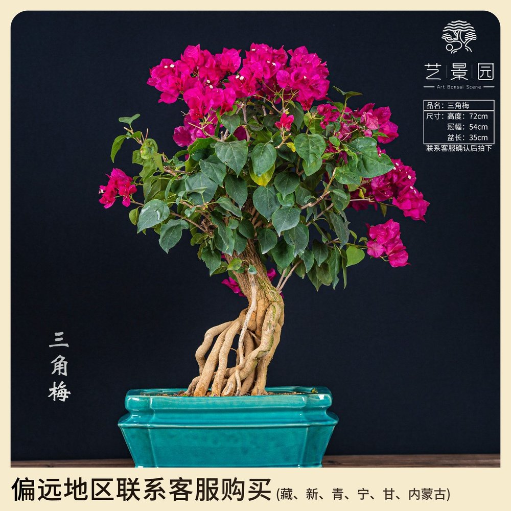 三角梅  中式茶桌办公室 净化空气  精品盆景植物