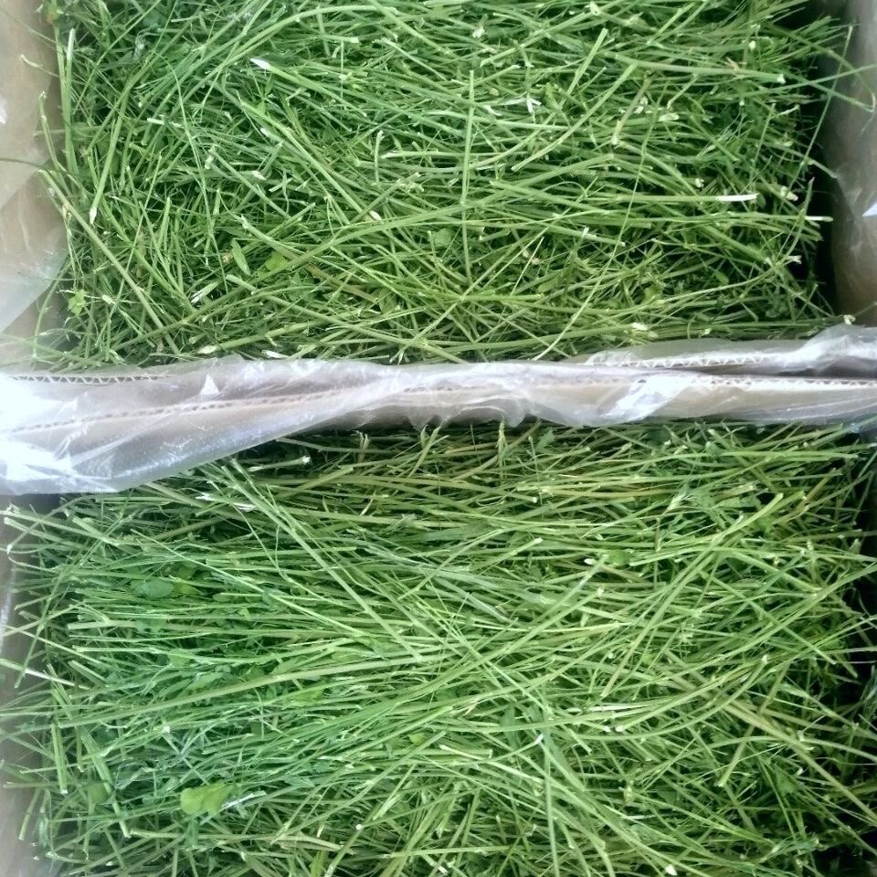 苜蓿草段苜蓿杆幼崽磨牙草兔子龙猫豚鼠羊驼小马饲料杆多叶少1kg