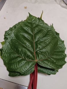 云南大山里的原生态新鲜桐子树叶现摘包苞谷粑粑叶玉米粑粑叶