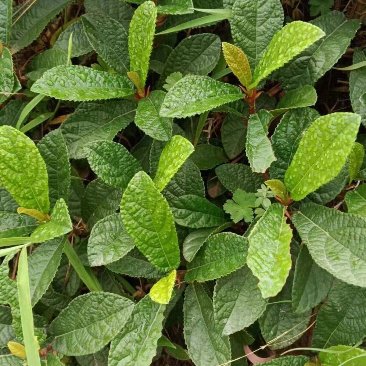 云南地瓜藤地石榴地枇杷地板藤野生活血通络中药材