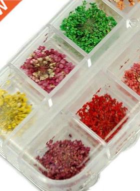 60 Pcs Real Dried Flower Nail Art Tips Sweet DIY Decoration