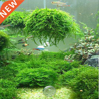 Moss Ball Filter Filtration Fish Aquatic Pet Supplies Aquari