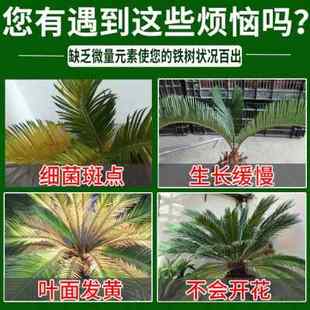 铁树专用肥料鲜花烂根黄叶营养液肥植物通用型水培土培盆栽生根液