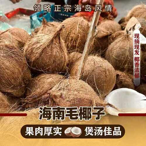 海南新鲜老椰子榨汁炖汤新鲜毛椰