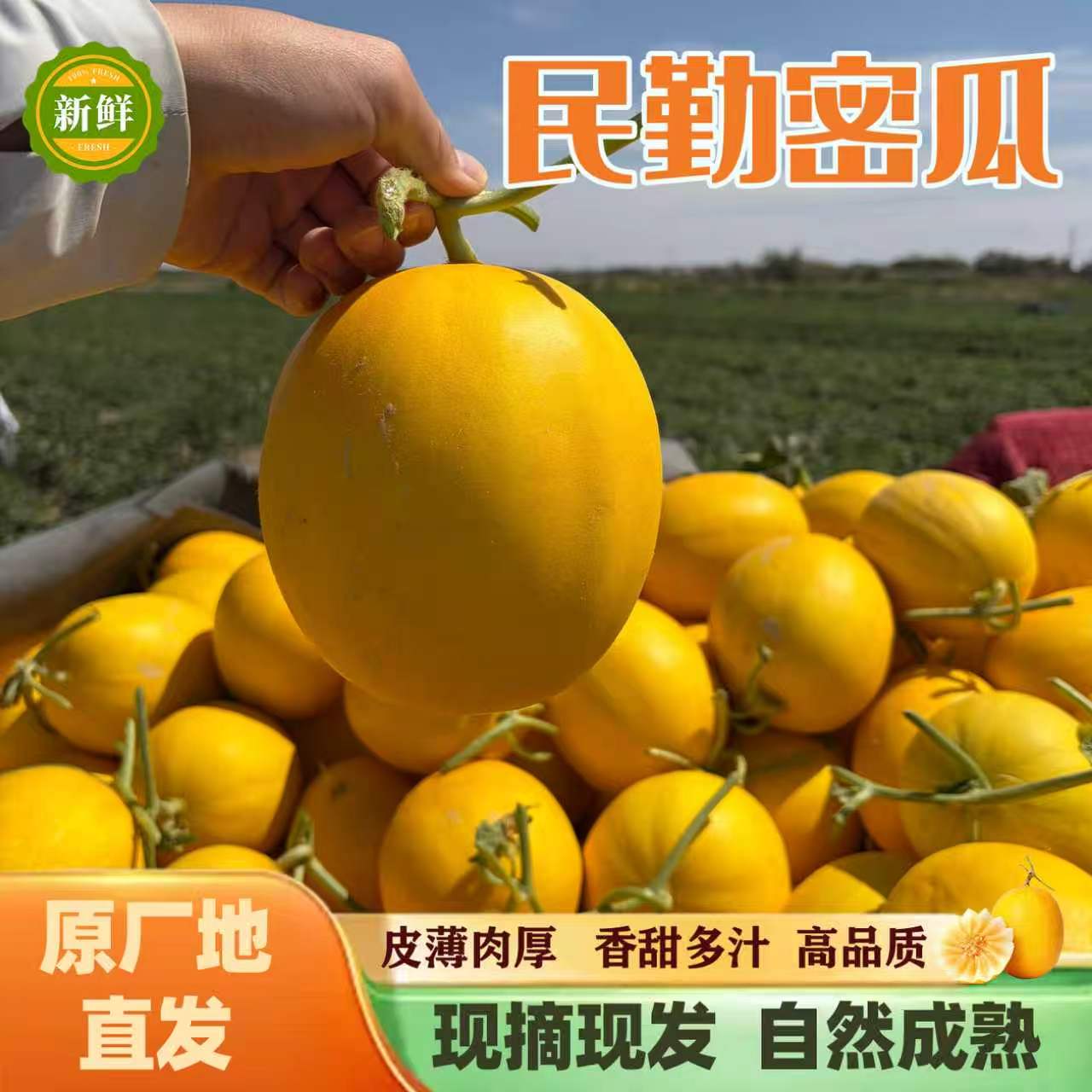甘肃民勤蜜瓜甜瓜当季自然熟现摘
