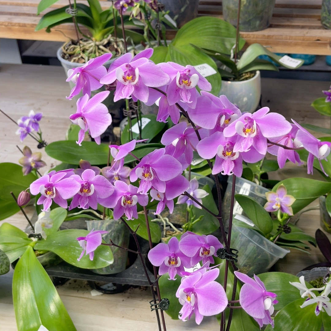 111  2.8寸双梗SWRM405西（福利）