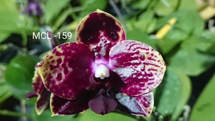 清华花卉原种趣味蝴蝶兰弥陀159