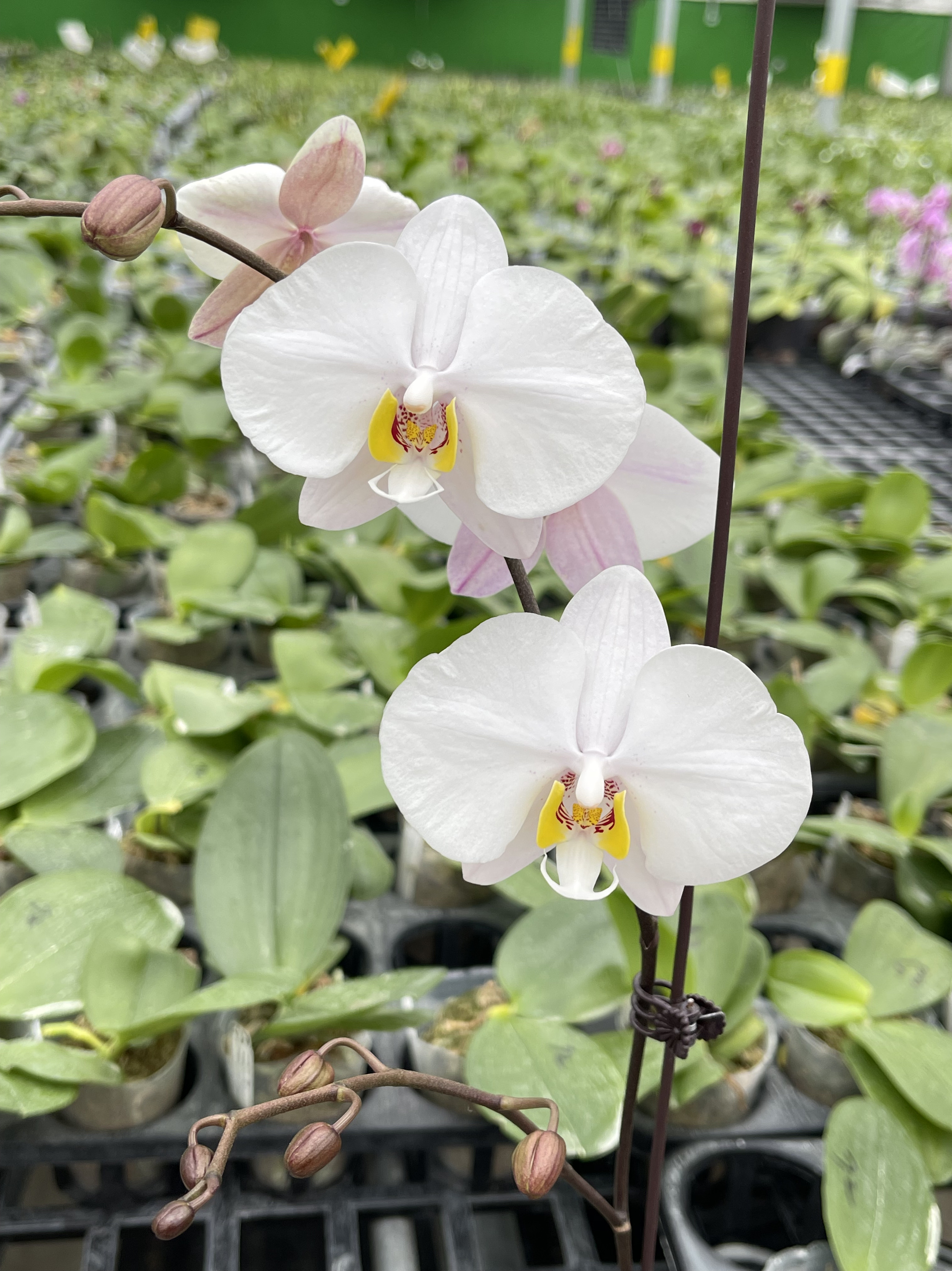 清华花卉基地直销原生种趣味珍奇类进口菲律宾蝴蝶兰