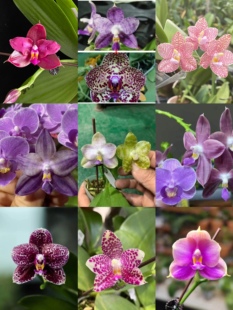 清华花卉基地直销原生种蝴蝶兰花趣味珍奇类盆栽绿植弥陀