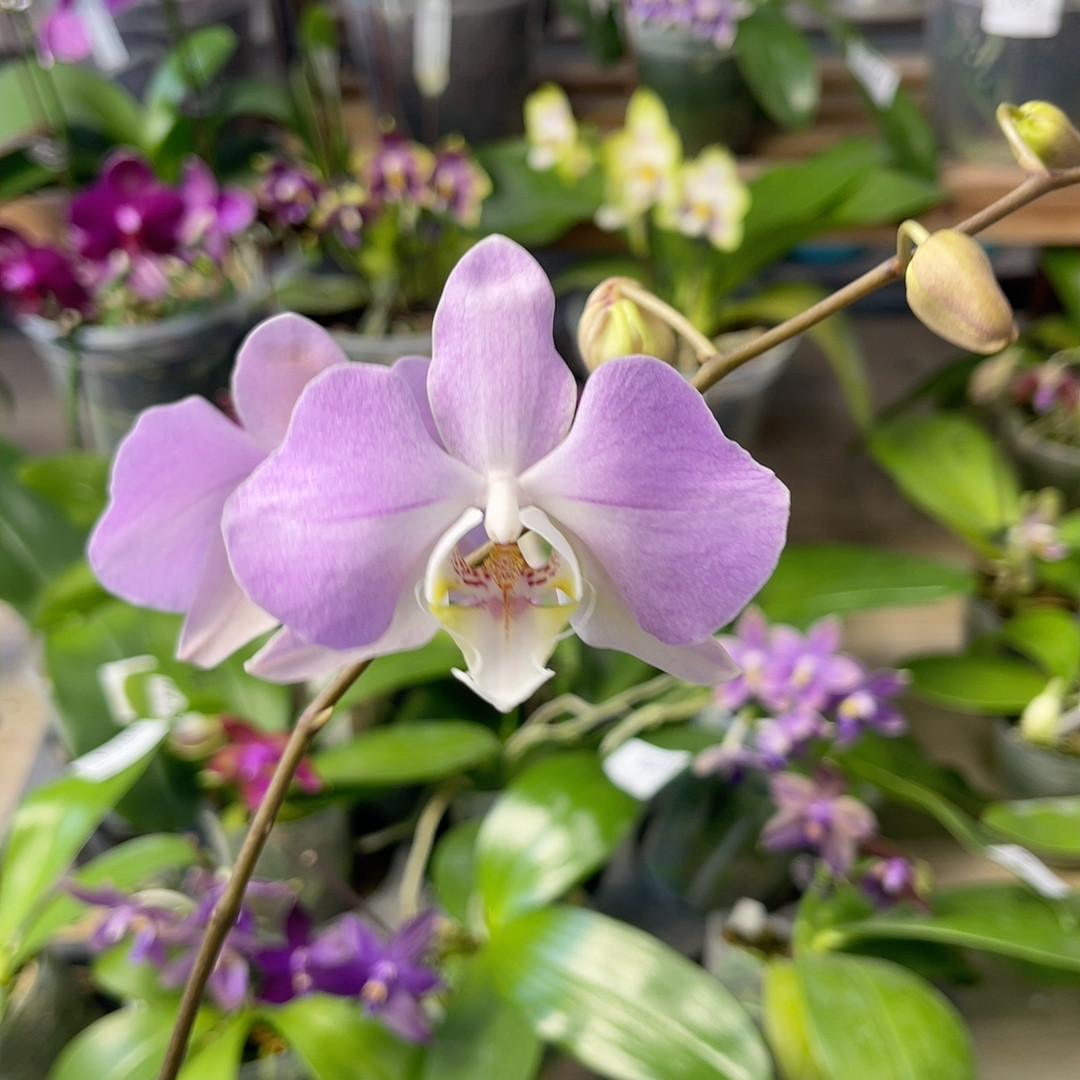 420  5寸粉桑得（波浪边）,鲜花速递/花卉仿真/绿植园艺,绿植,淘宝优惠券,粉丝福利购,淘宝优惠卷