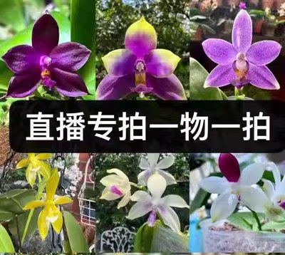 蝴蝶兰花农杰哥趣味珍奇类